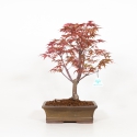 Acer palmatum deshojo - Acero - 41 cm