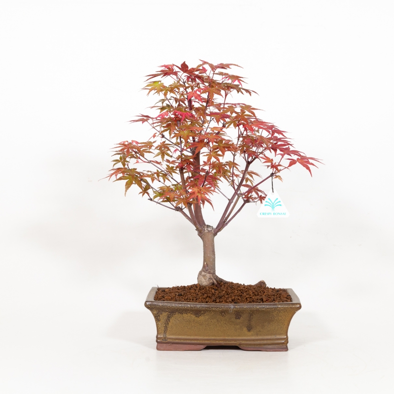 Acer palmatum deshojo - Maple - 41 cm
