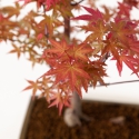 Acer palmatum deshojo - Maple - 41 cm