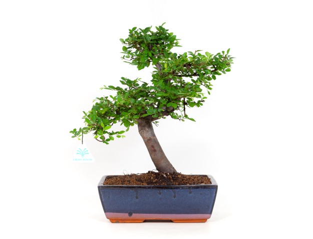 Zelkova nire - Ulmen - 40 cm