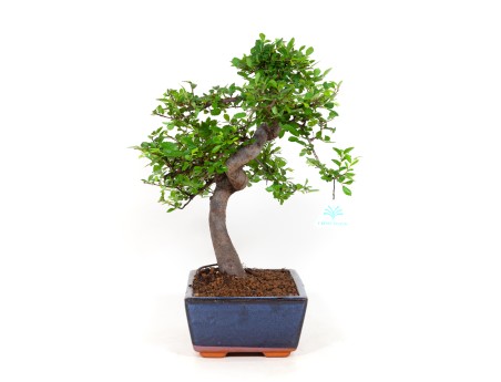 Zelkova nire - Ulmen - 40 cm