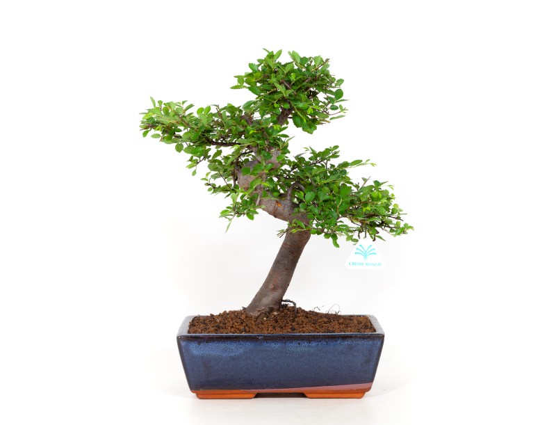 Zelkova nire - Ulmen - 40 cm