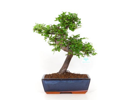 Zelkova nire - Orme - 40 cm