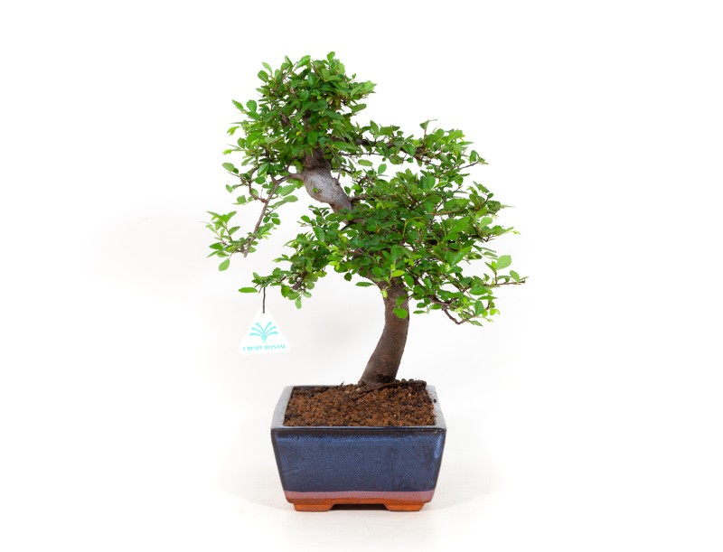 Zelkova nire - Iep - 40 cm