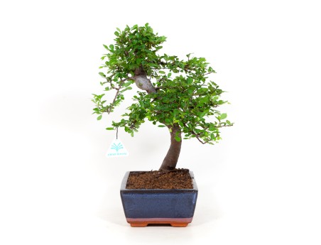 Zelkova nire - Olmo - 40 cm