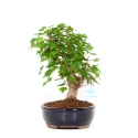 Acer buergerianum - Acero - 29 cm