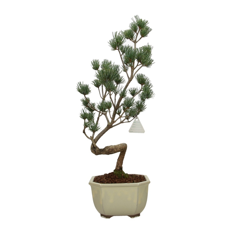 Pinus pentaphylla - Pino - 50 cm
