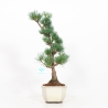 Pinus pentaphylla - Pino - 40 cm