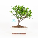 Gardenia - 23 cm
