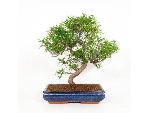 Zanthoxylum - Albero del pepe - 56 cm