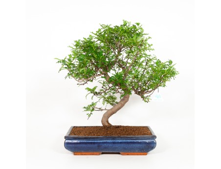 Zanthoxylum - Pepper tree - 56 cm