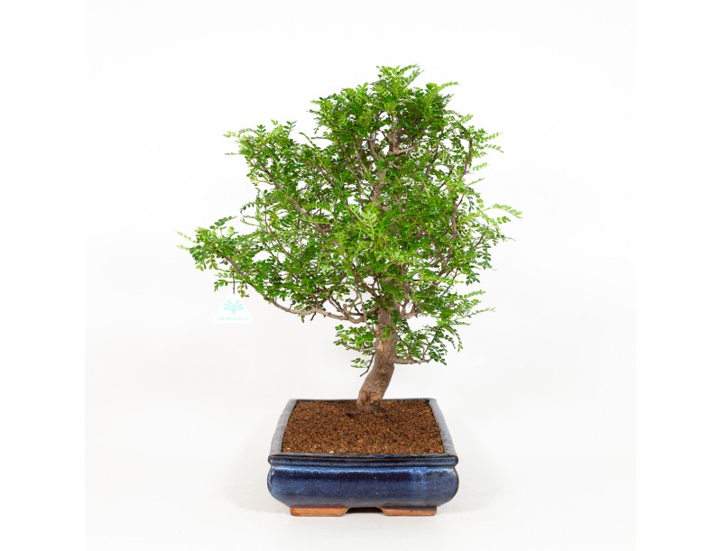 Zanthoxylum - Albero del pepe - 56 cm