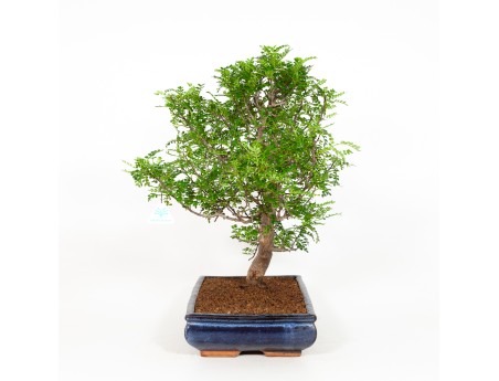 Zanthoxylum - Pepper tree - 56 cm