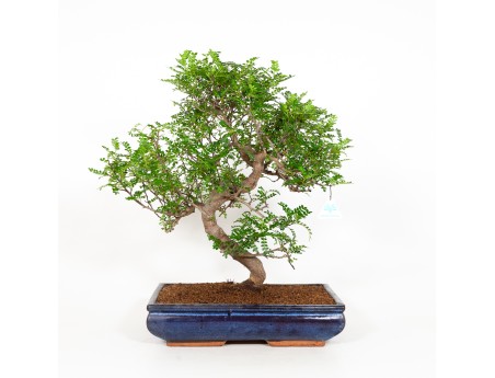 Zanthoxylum - Pepper tree - 56 cm