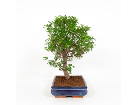 Zanthoxylum - Albero del pepe - 56 cm