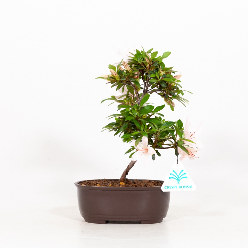 Rhododendron indicum Hi-no-Maru - Azalea - 22 cm