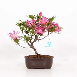Rhododendron indicum Hanabin - Azalée - 24 cm