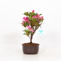 Rhododendron indicum Hanabin - Azalea - 24 cm