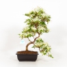 Rhododendron Indicum Senbazuru - Azalée - 46 cm