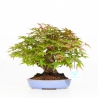 Acer palmatum deshojo - Acero - 22 cm