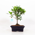 Gardenia - 25 cm