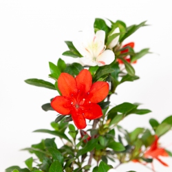 Rhododendron Indicum Kangiten - Azalée - 29 cm