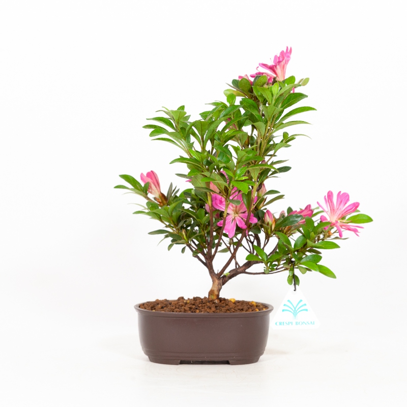 Rhododendron indicum Hanabin - Azalea - 27 cm