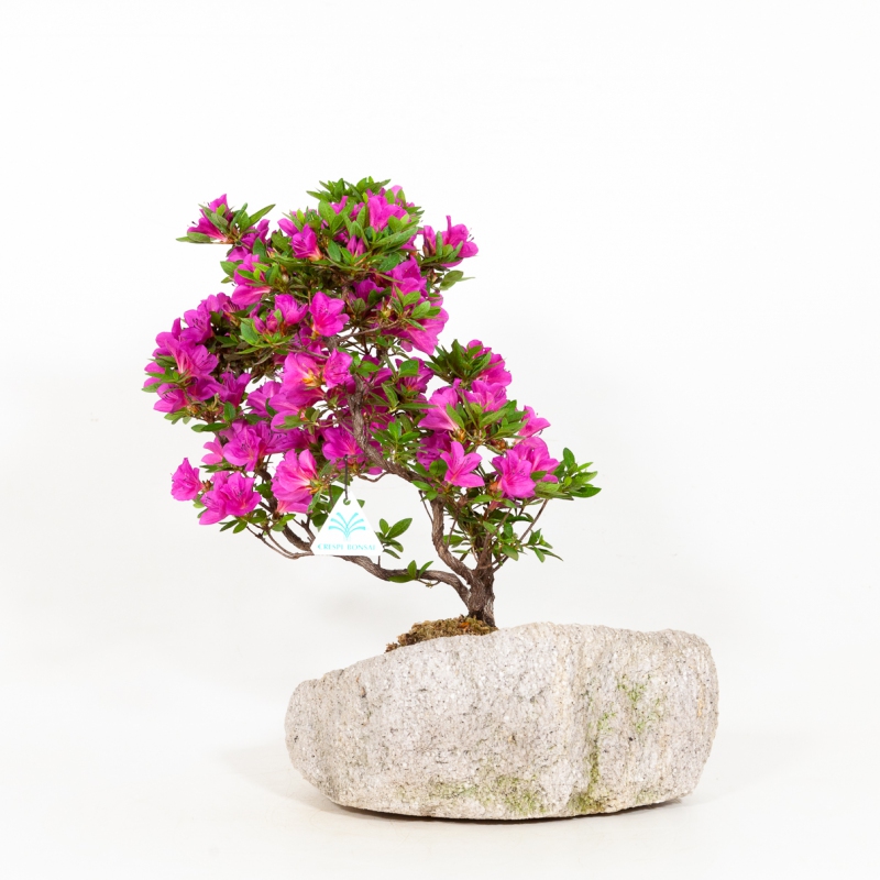 Rhododendron Indicum Hoshi-no-Kagayaki - Azalea - 42 cm
