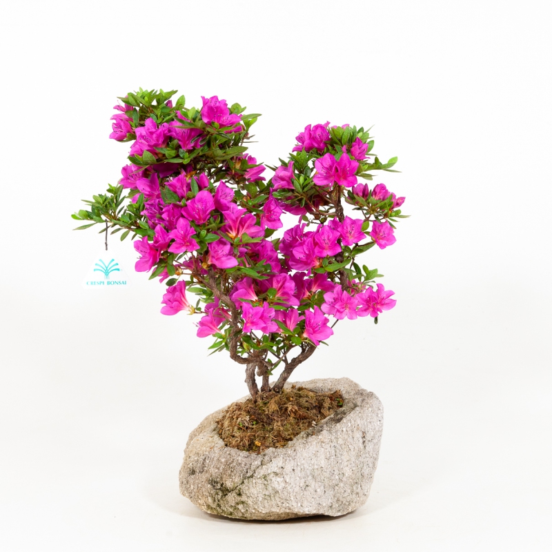 Rhododendron Indicum Hoshi-no-Kagayaki - Azalée - 42 cm