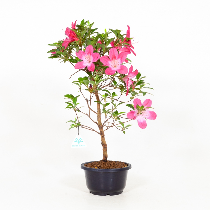 Rhododendron Indicum Asuka-no-Homare - Azalée - 49 cm