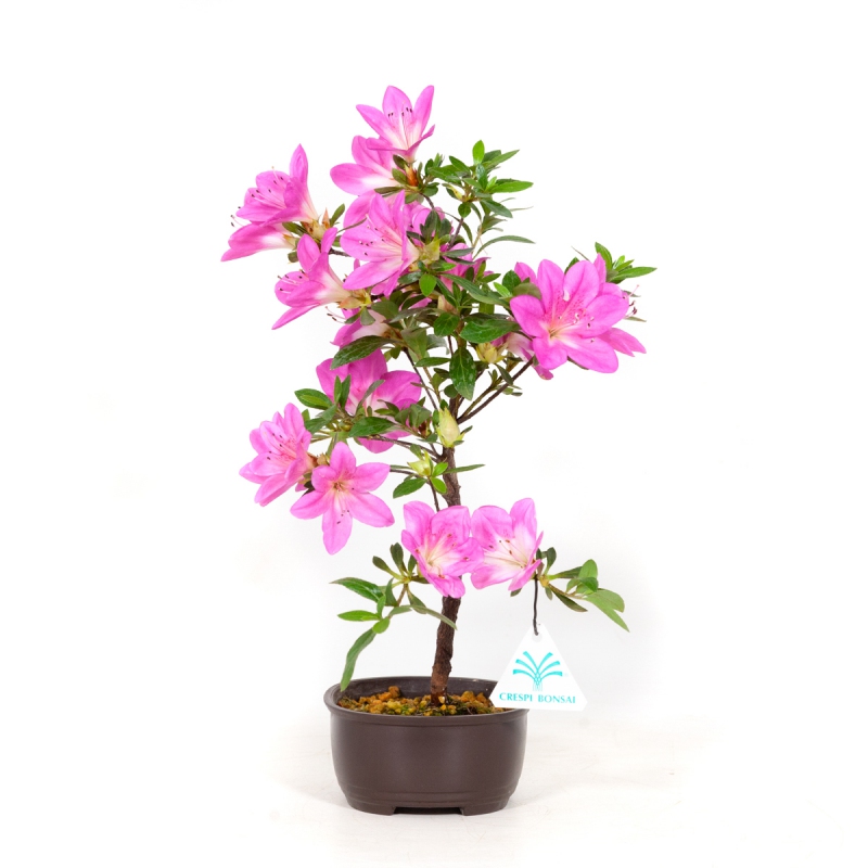 Rhododendron Indicum Murasaki - Azalée - 34 cm