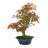 Acer palmatum - acero - 69 cm