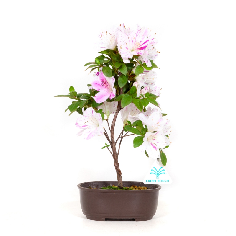 Rhododendron Indicum Kaminoyamakirin - Azalée - 29 cm