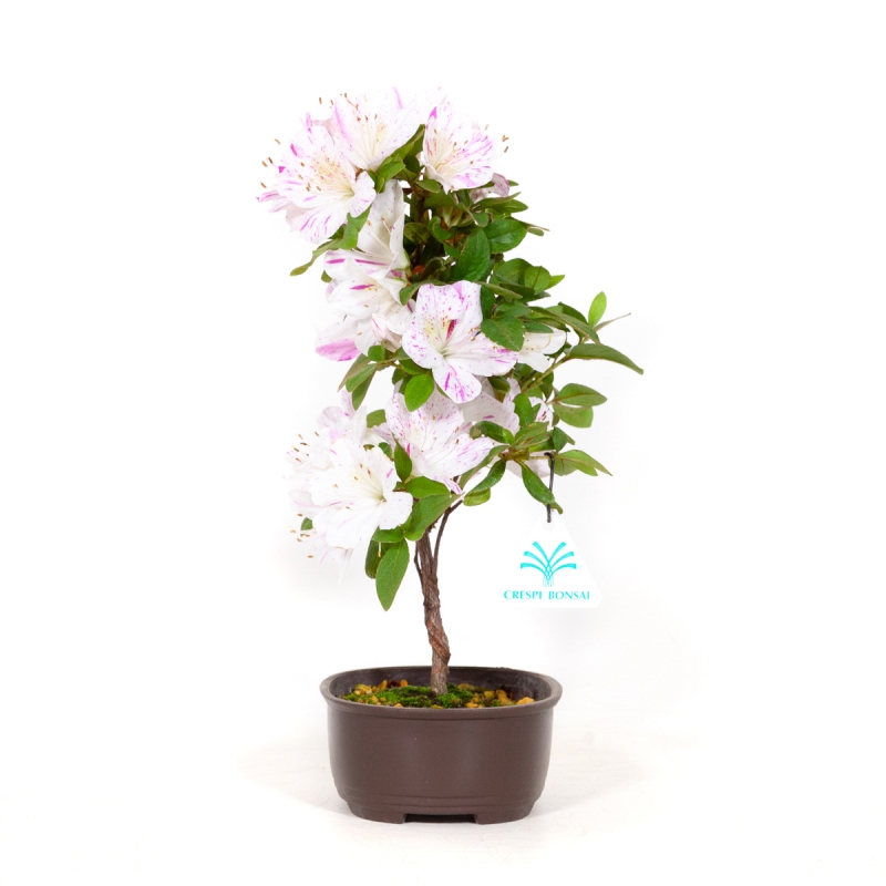 Rhododendron Indicum Kaminoyamakirin - Azalea - 29 cm