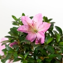 Rhododendron Indicum Nasuno - Azalée - 47 cm