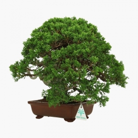 Juniperus chinensis - Ginepro - 32 cm