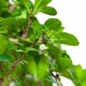 Carmona macrophylla - Arbre à thé - 43 cm