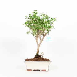 Serissa foetida variegata - Serissa - 31 cm