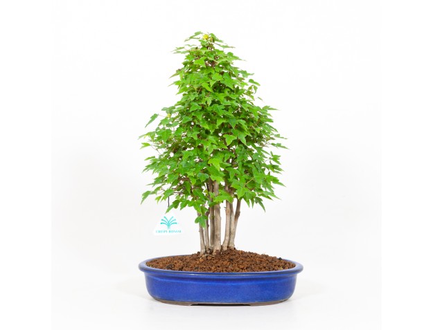 Acer buergerianum - érable - 39 cm