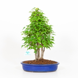 Acer buergerianum - maple - 39 cm