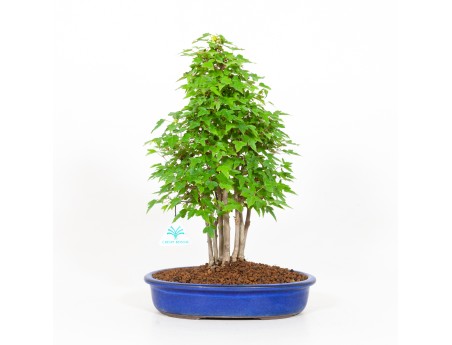 Acer buergerianum - érable - 39 cm