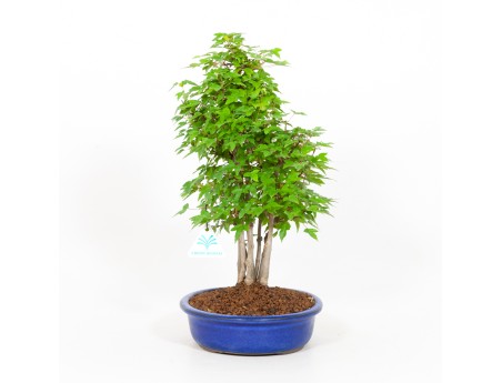 Acer buergerianum - érable - 39 cm