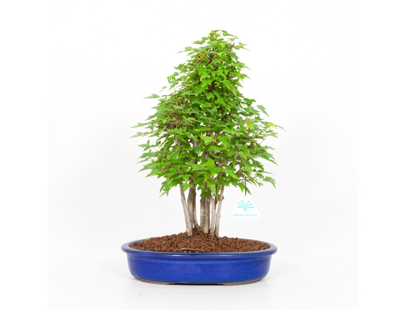 Acer buergerianum - érable - 39 cm