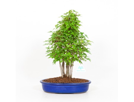 Acer buergerianum - maple - 39 cm