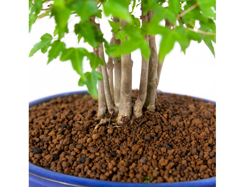 Acer buergerianum - érable - 39 cm