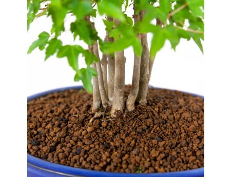 Acer buergerianum - érable - 39 cm