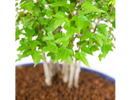 Acer buergerianum - érable - 39 cm