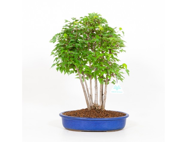 Acer buergerianum - 40 cm