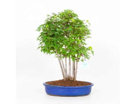 Acer buergerianum - acero - 40 cm