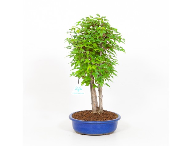Acer buergerianum - 40 cm 2